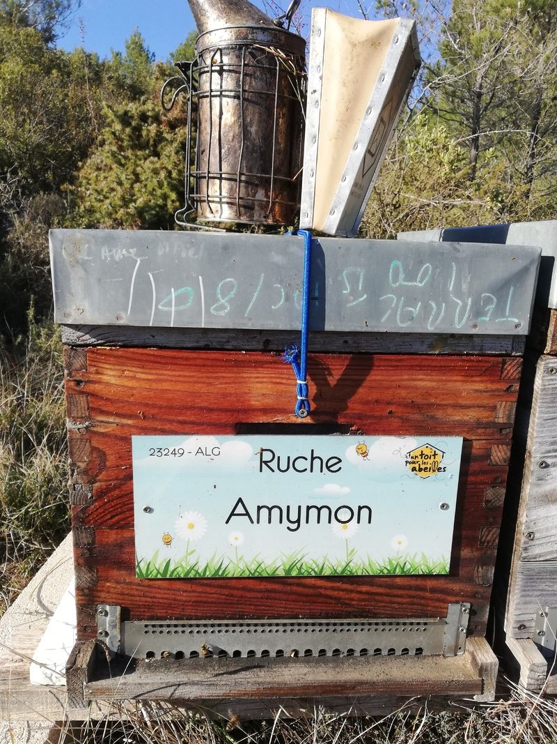La ruche Amymon