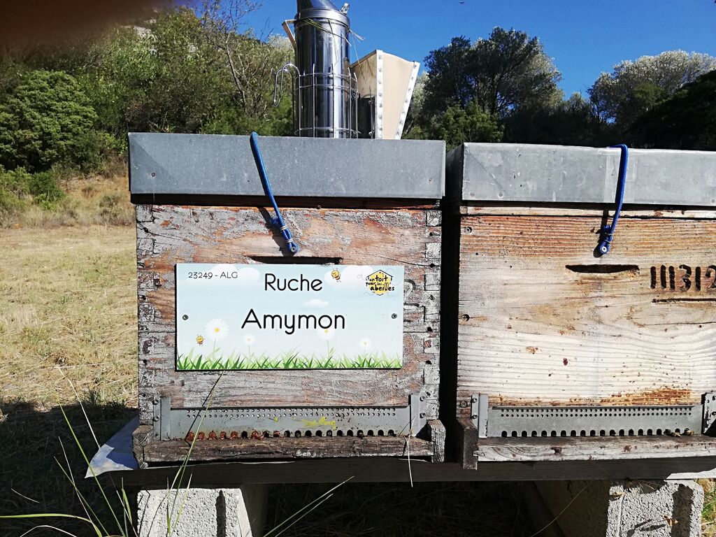 La ruche Amymon