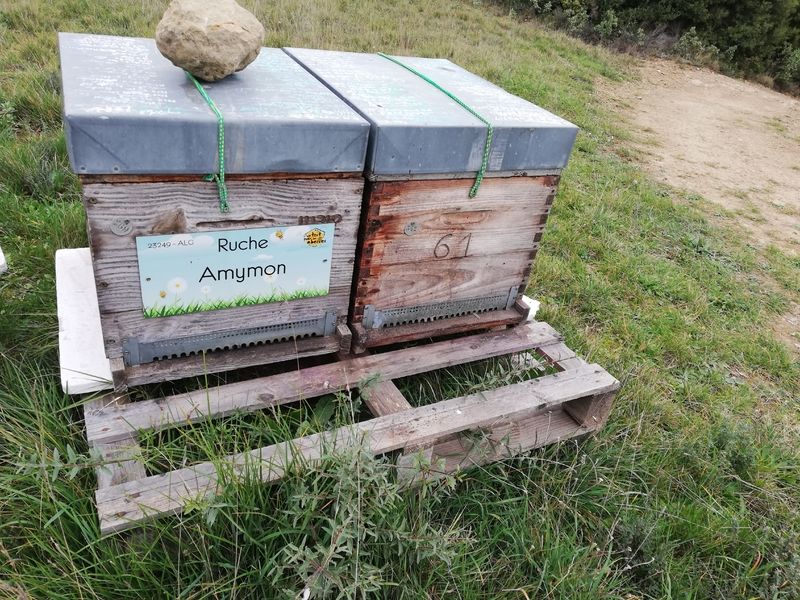 La ruche Amymon