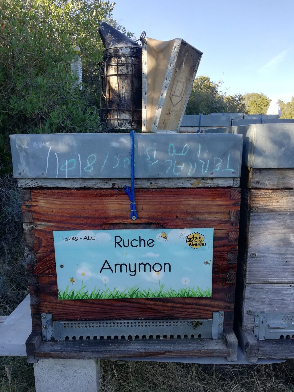 La ruche Amymon