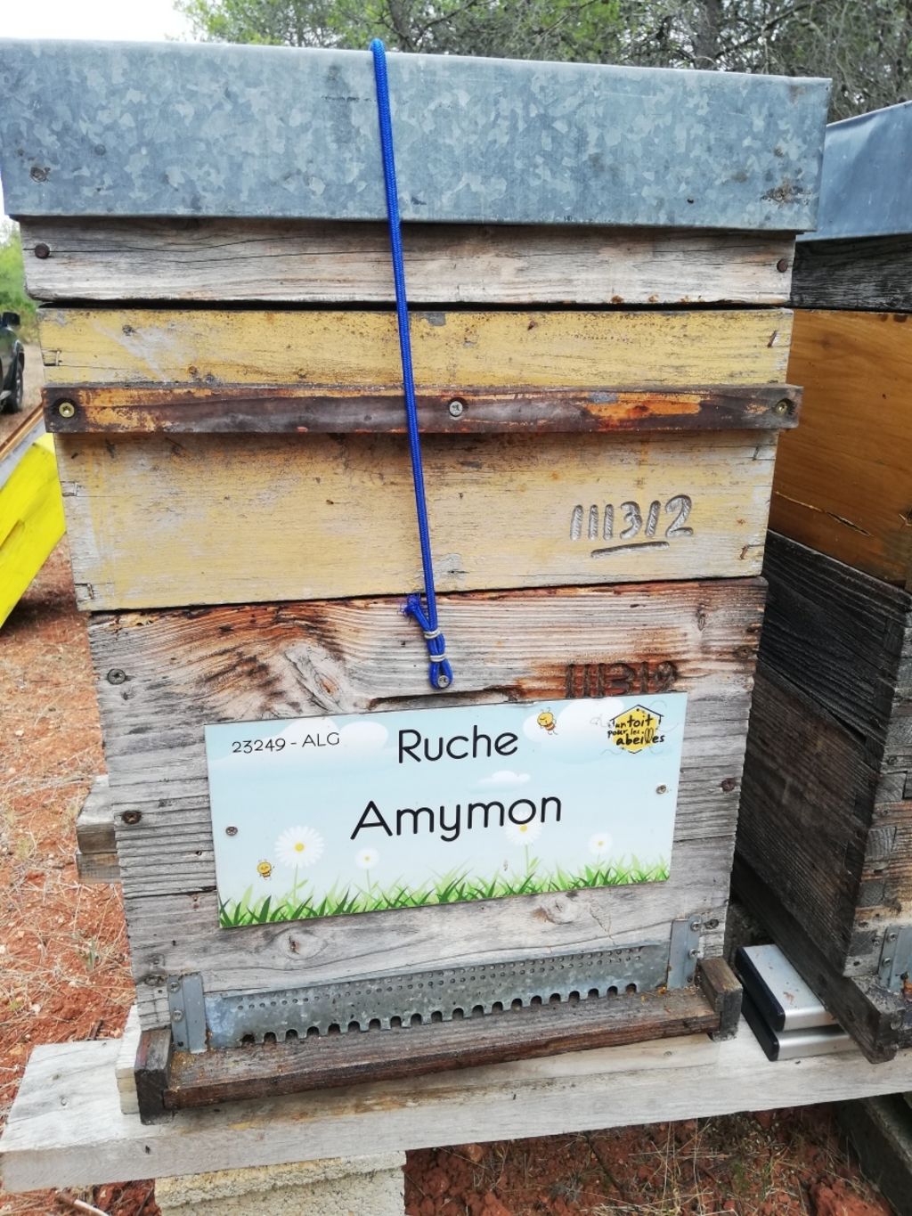 La ruche Amymon