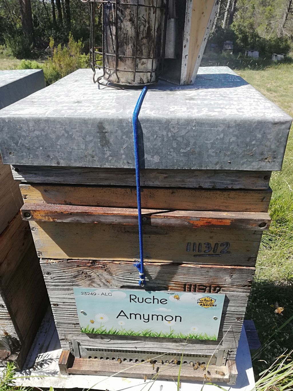 La ruche Amymon