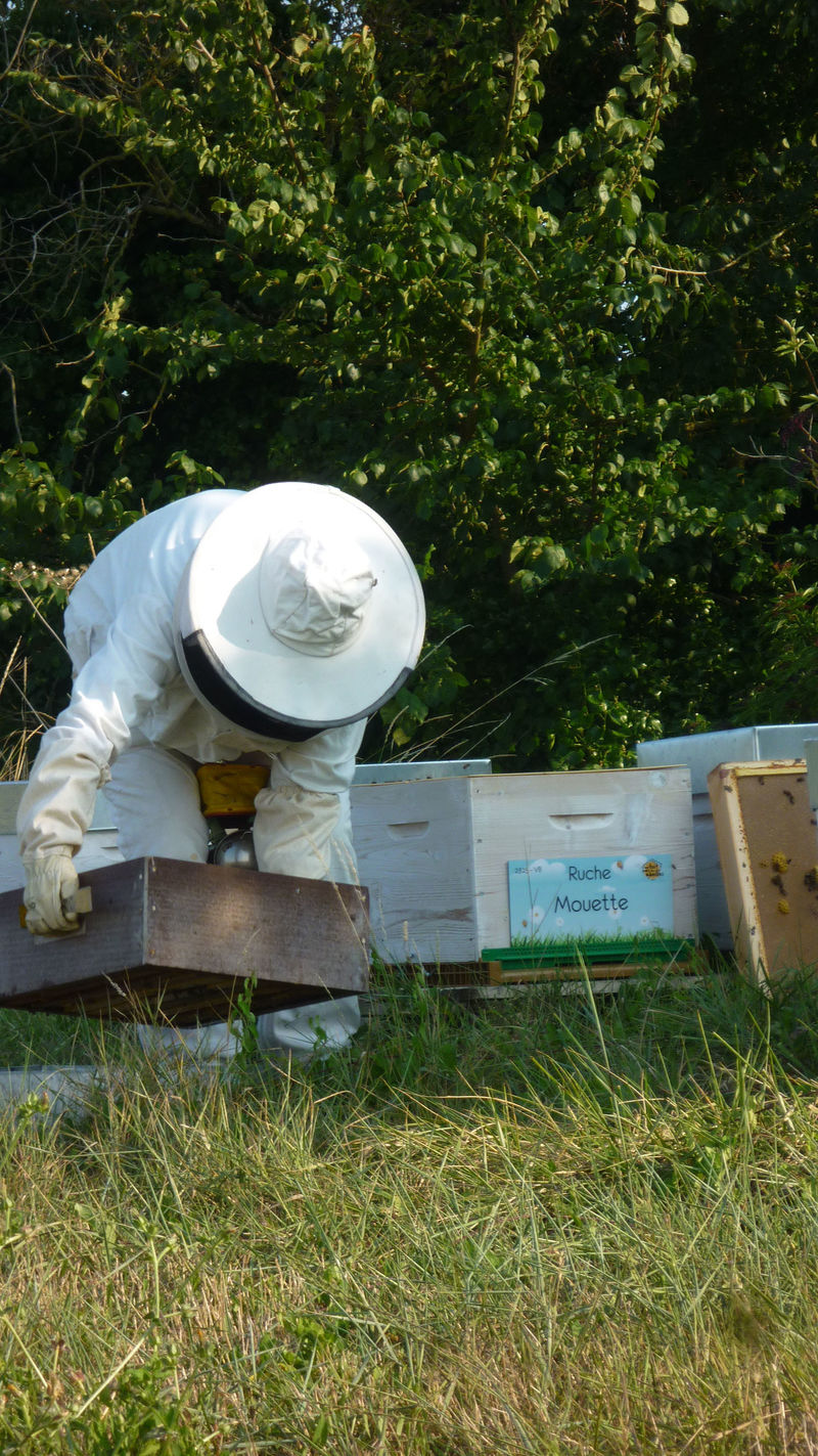 La ruche Mouette