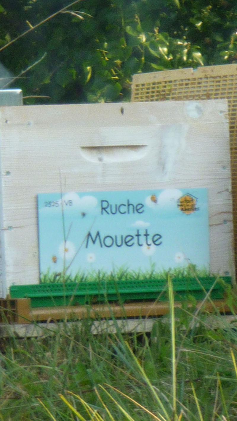 La ruche Mouette