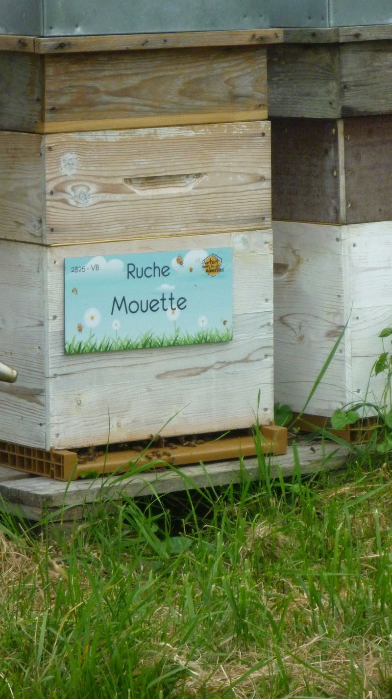 La ruche Mouette