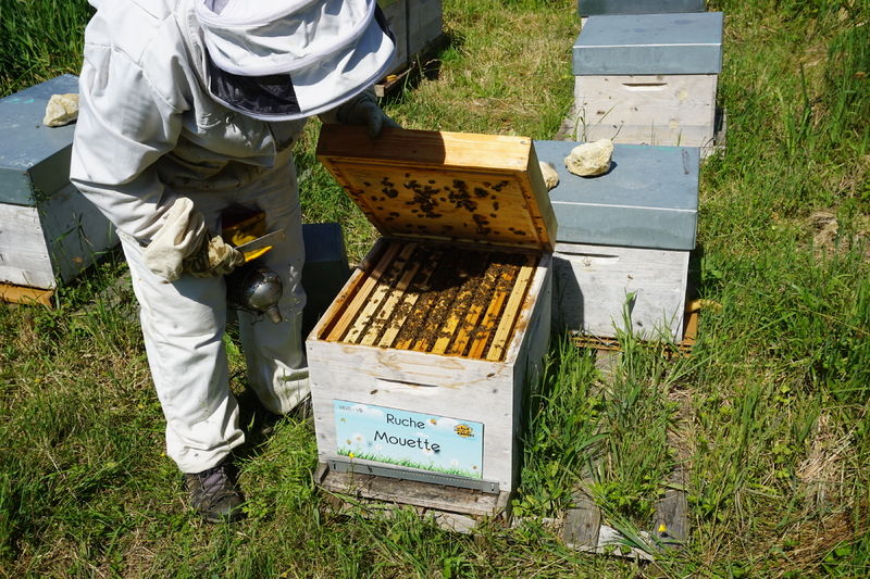 La ruche Mouette