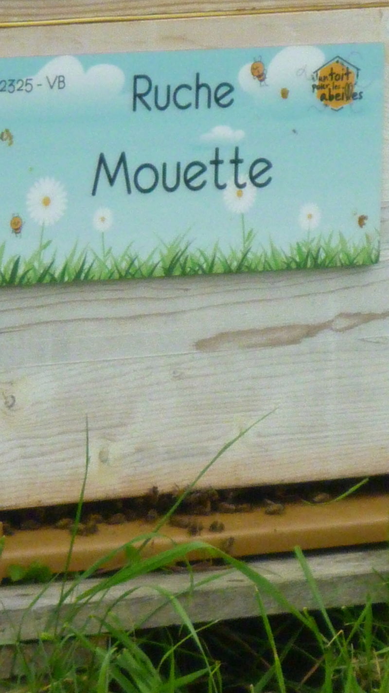 La ruche Mouette