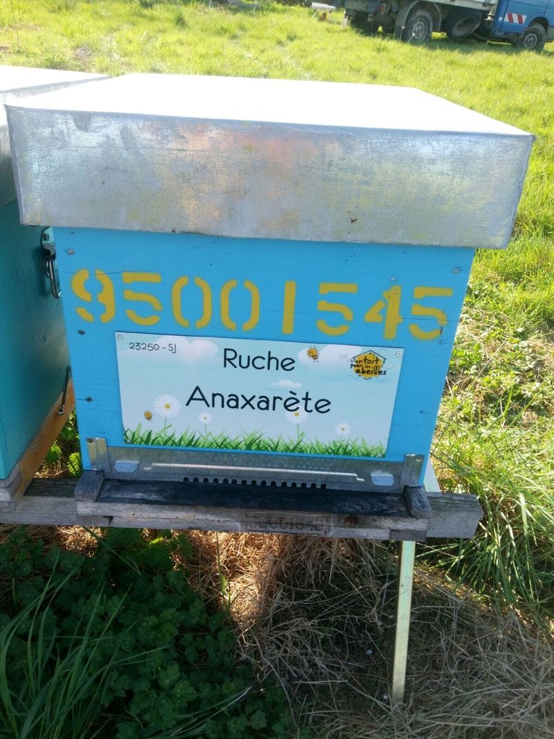 La ruche