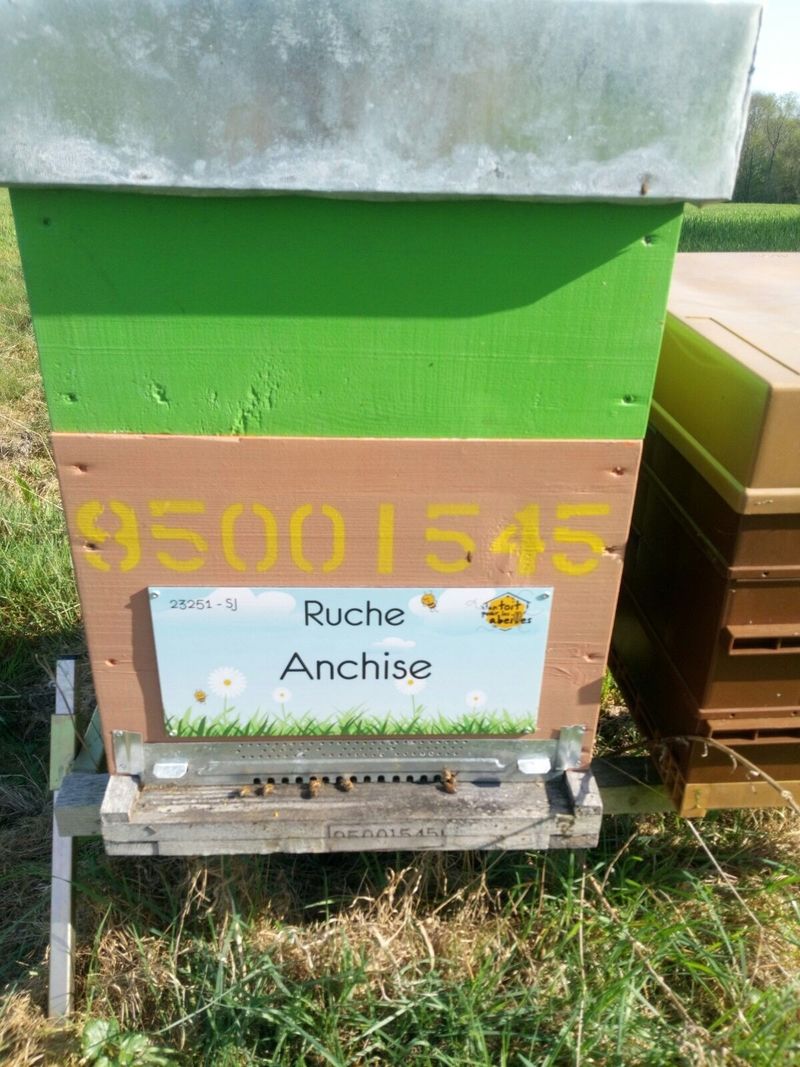 La ruche