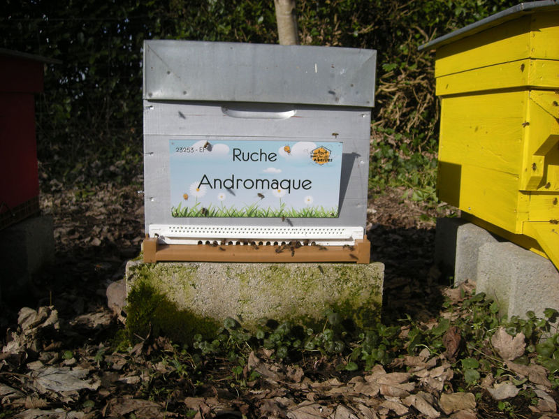 La ruche Andromaque