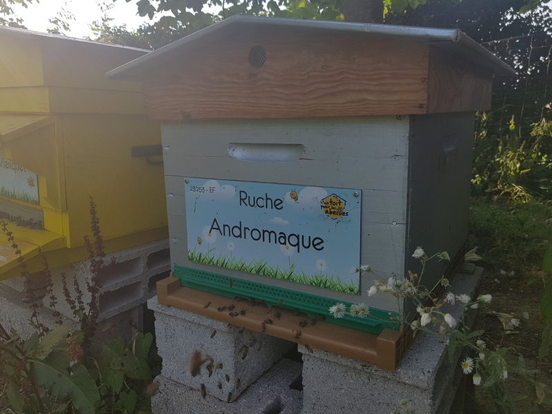 La ruche Andromaque