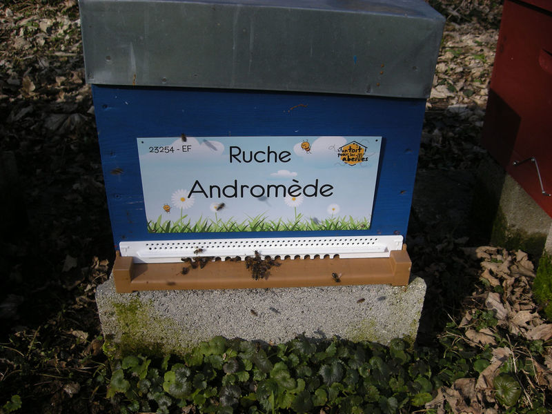 La ruche