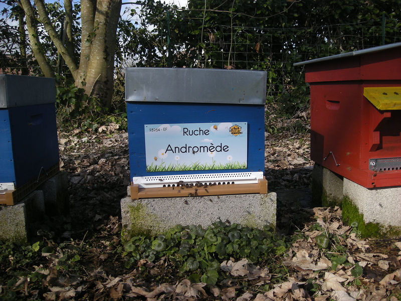 La ruche Andromède
