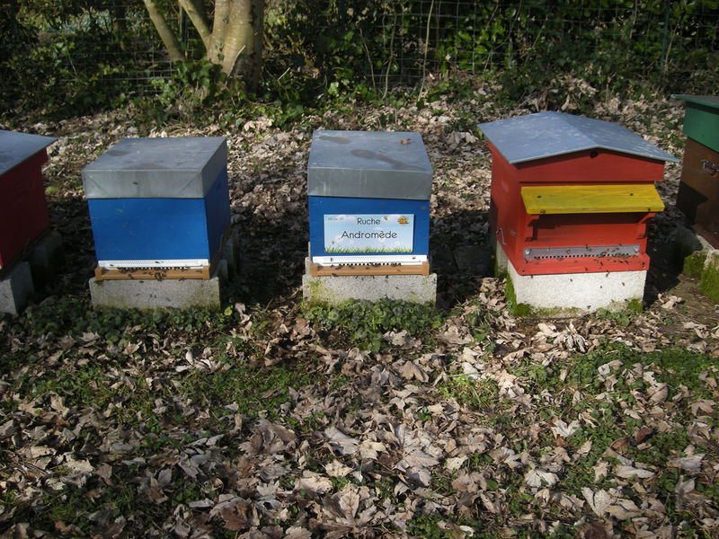 La ruche Andromède