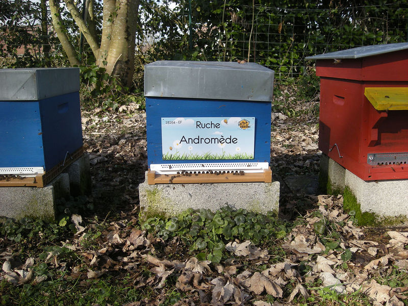 La ruche Andromède