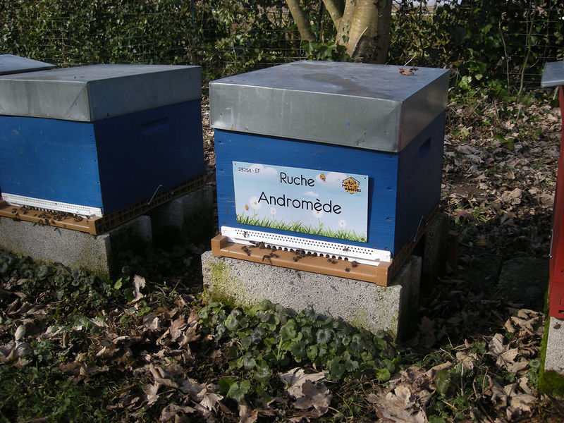 La ruche Andromède