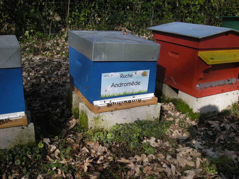 La ruche Andromède