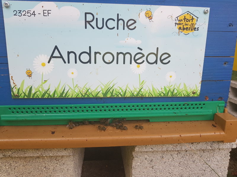 La ruche Andromède