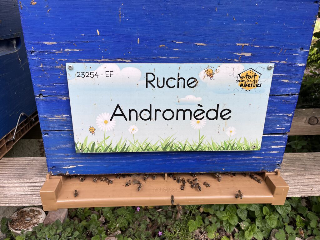 La ruche Andromède