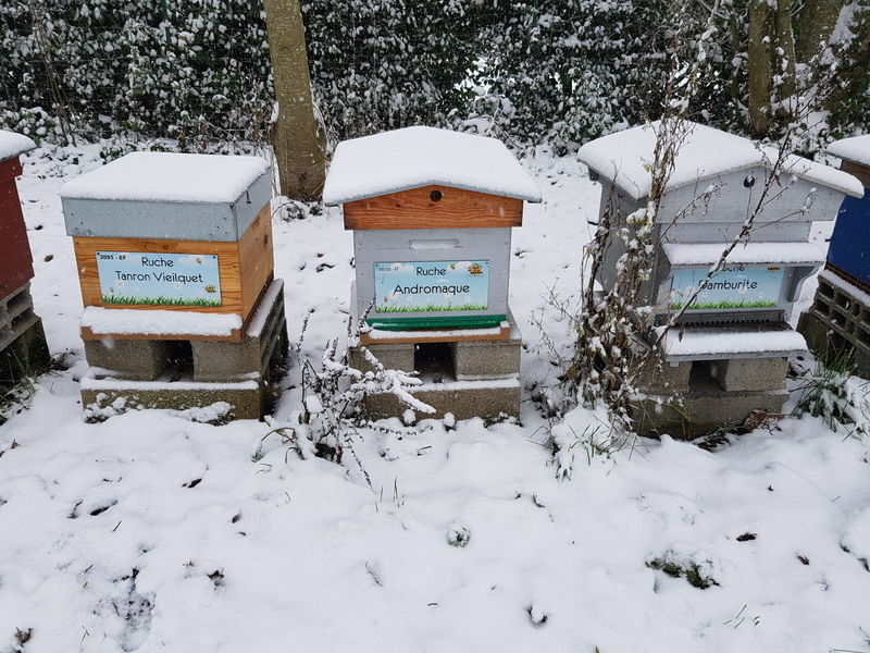 La ruche Andromède