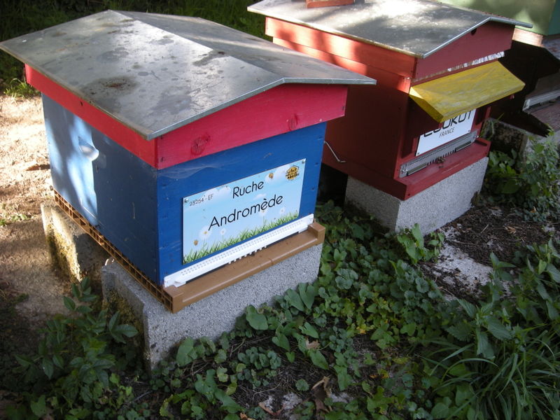 La ruche Andromède