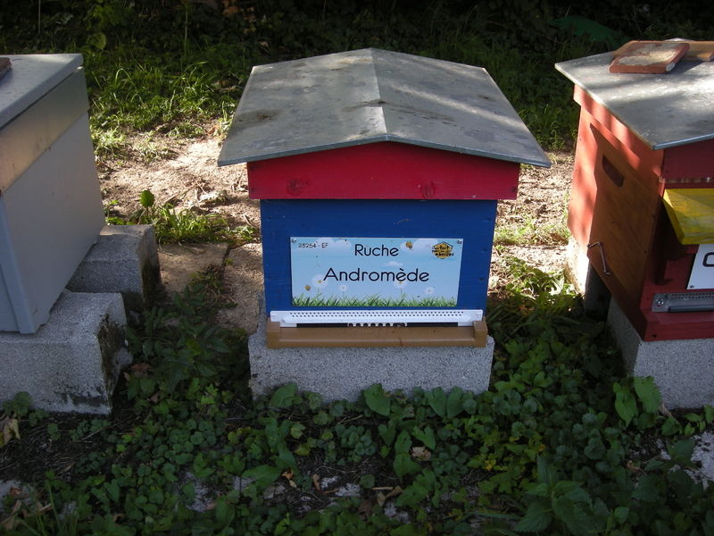 La ruche Andromède