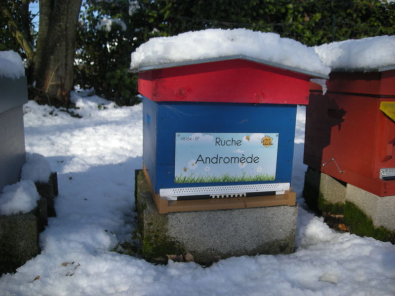 La ruche Andromède