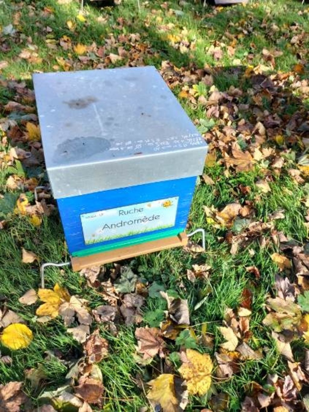 La ruche Andromède