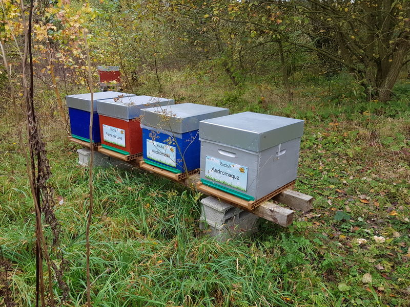 La ruche Andromède