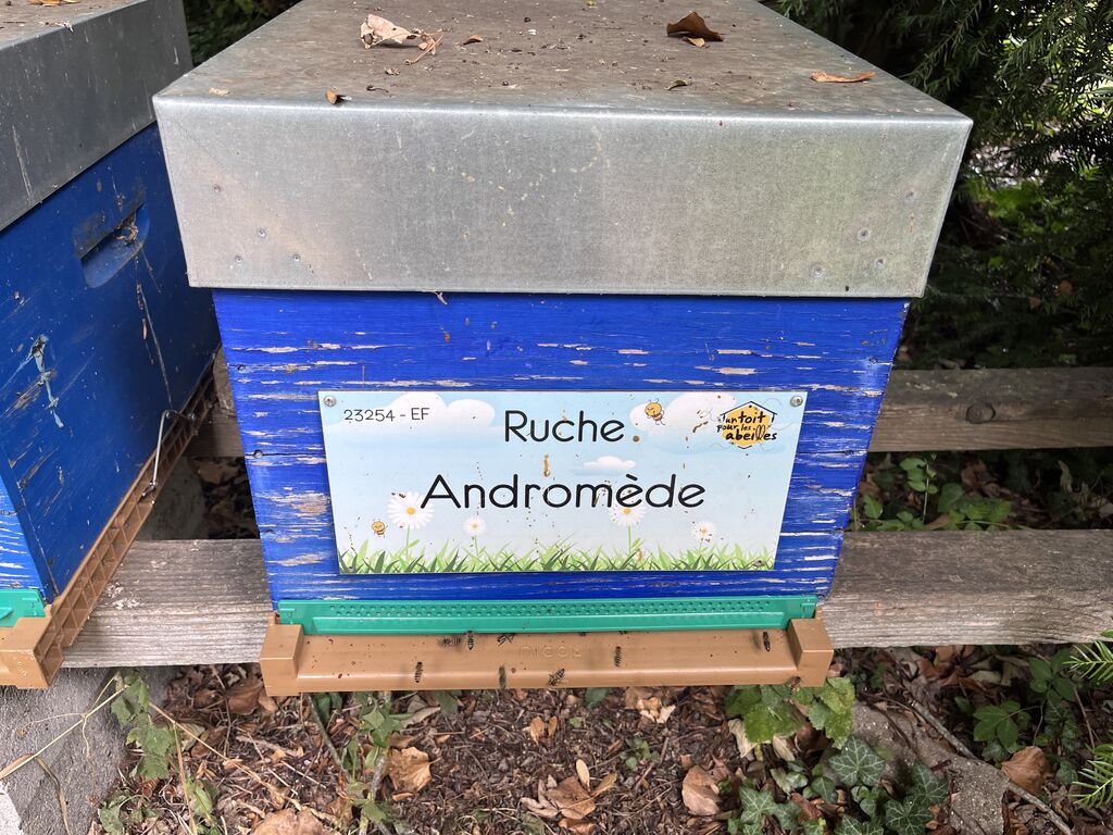 La ruche Andromède