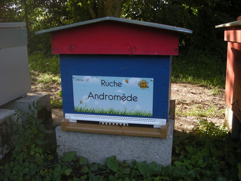La ruche Andromède