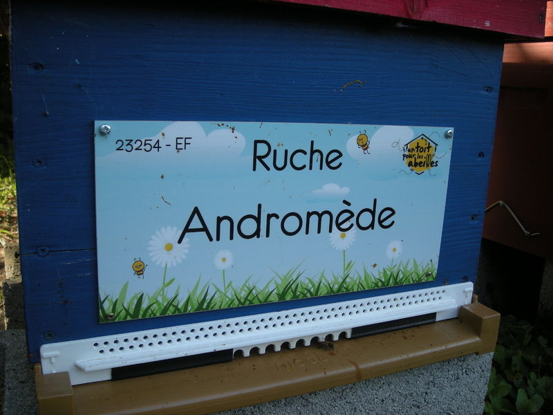 La ruche Andromède