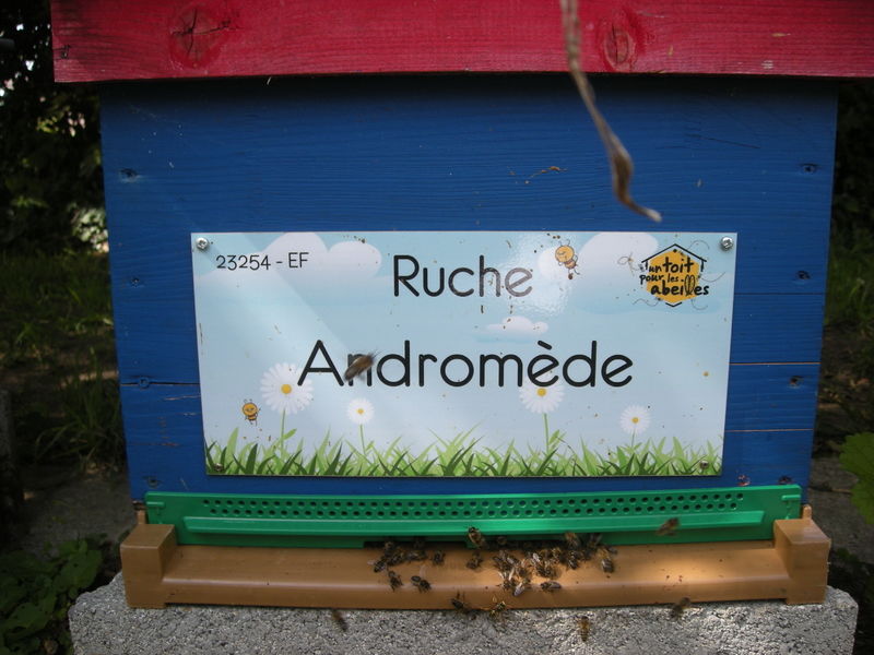 La ruche Andromède