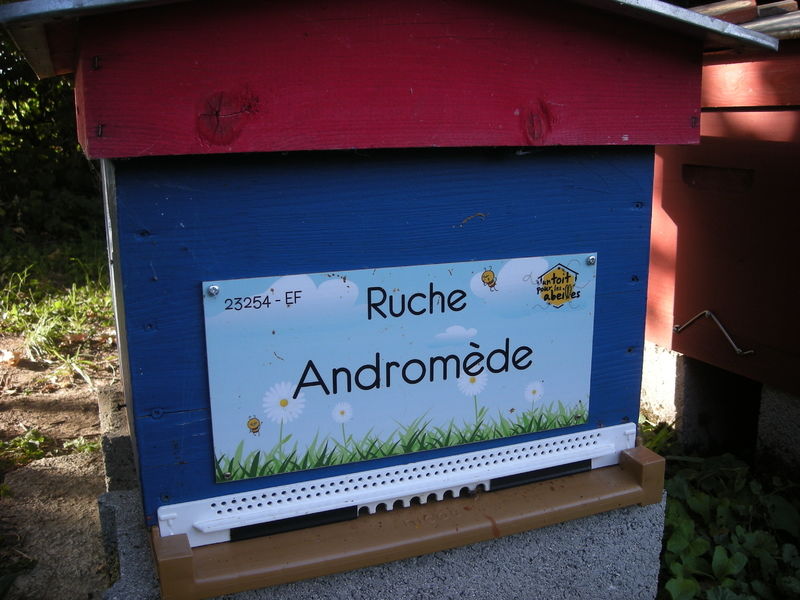 La ruche Andromède