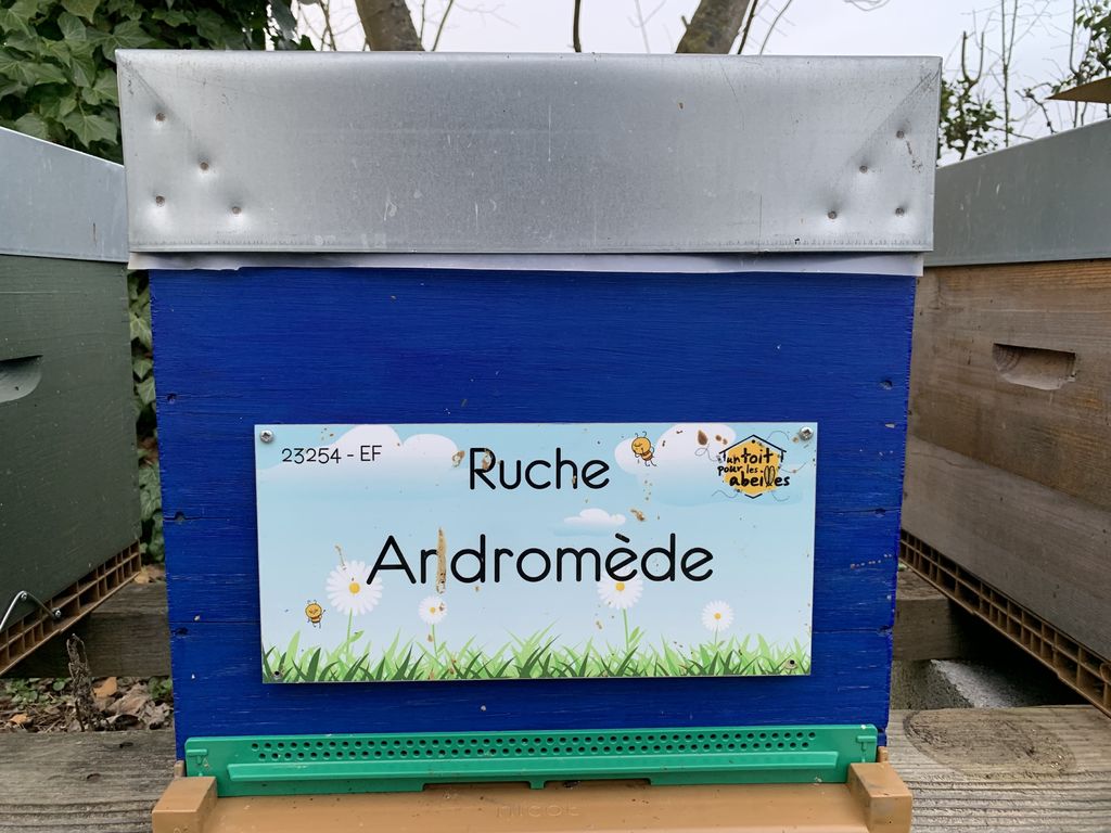 La ruche Andromède