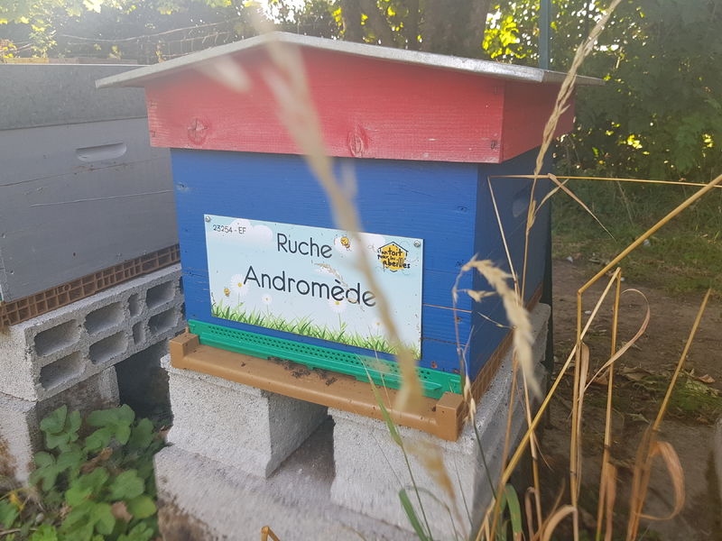 La ruche Andromède