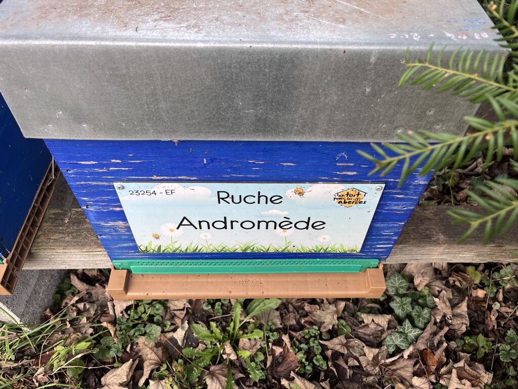 La ruche Andromède