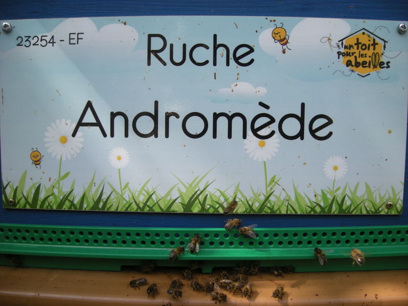 La ruche Andromède