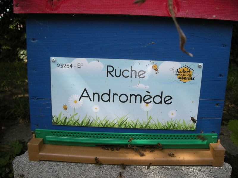 La ruche Andromède