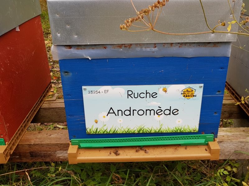 La ruche Andromède