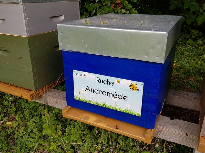 La ruche Andromède