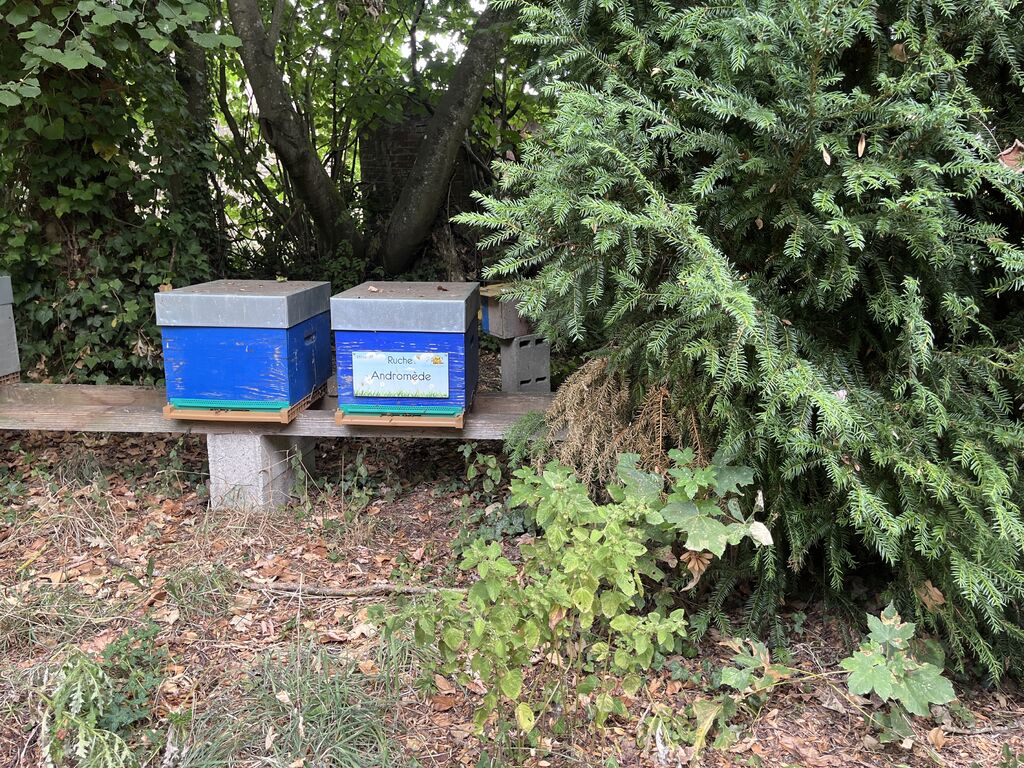 La ruche Andromède