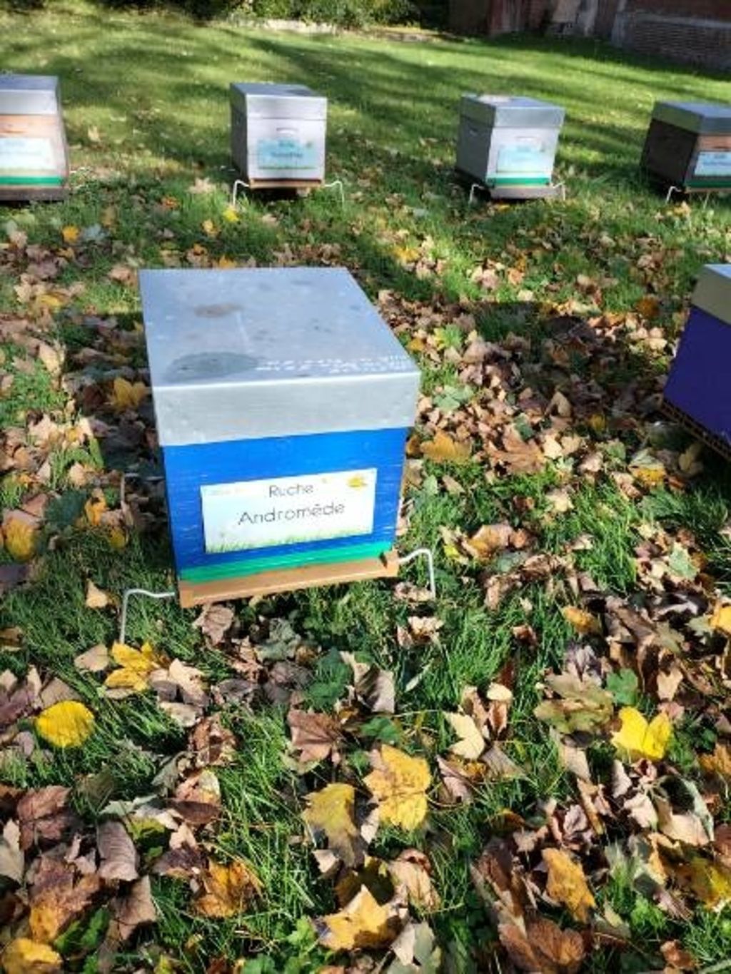 La ruche Andromède