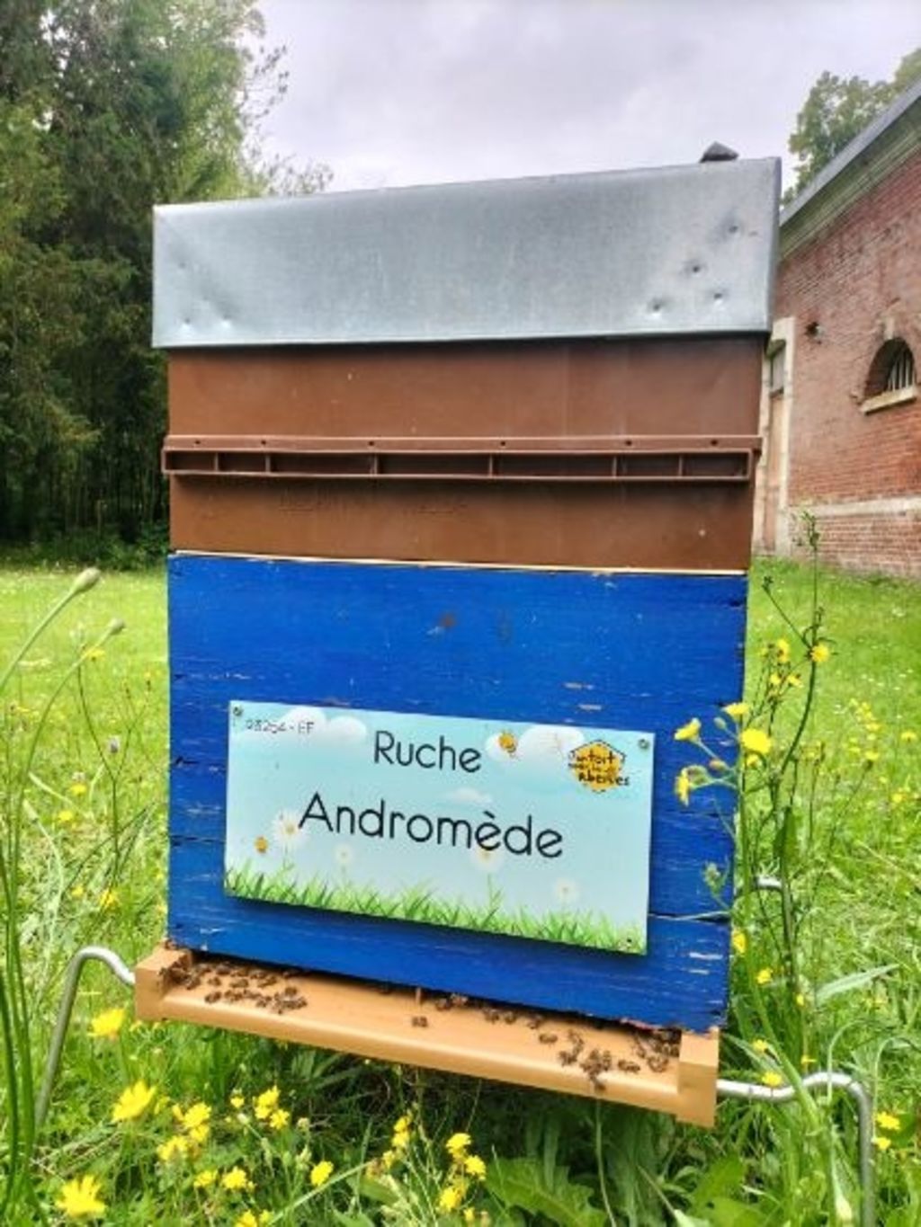La ruche Andromède