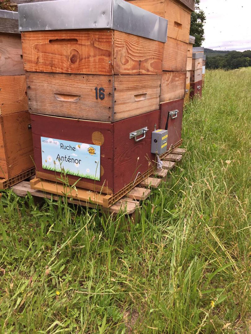 La ruche Anténor