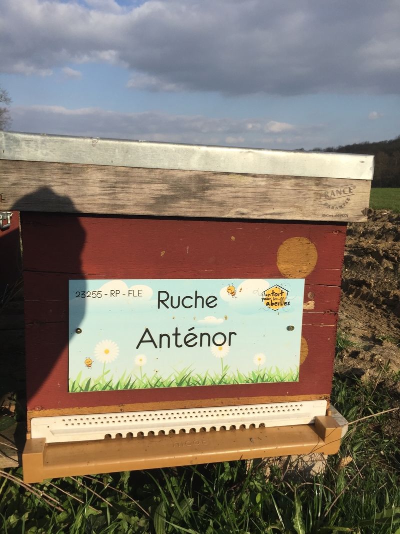 La ruche Anténor