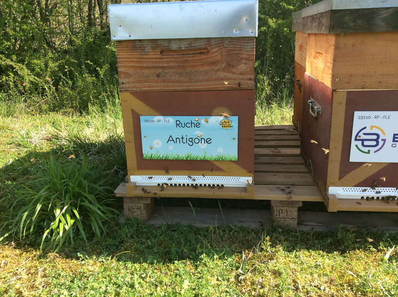 La ruche Antigone