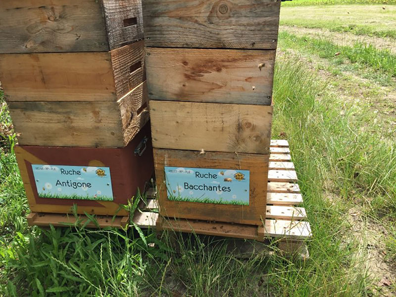 La ruche Antigone