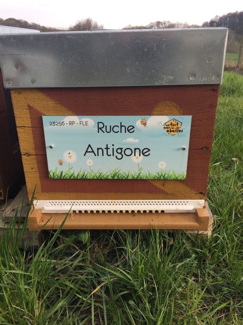 La ruche Antigone
