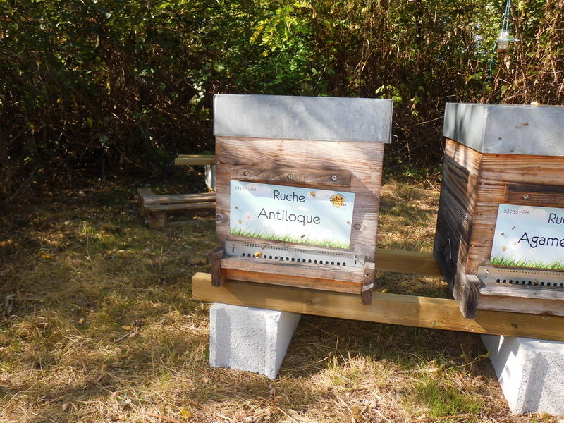 La ruche Antiloque